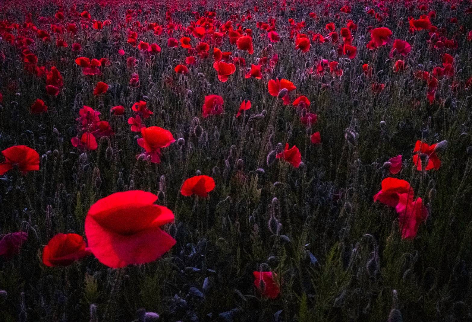 Poppy Field