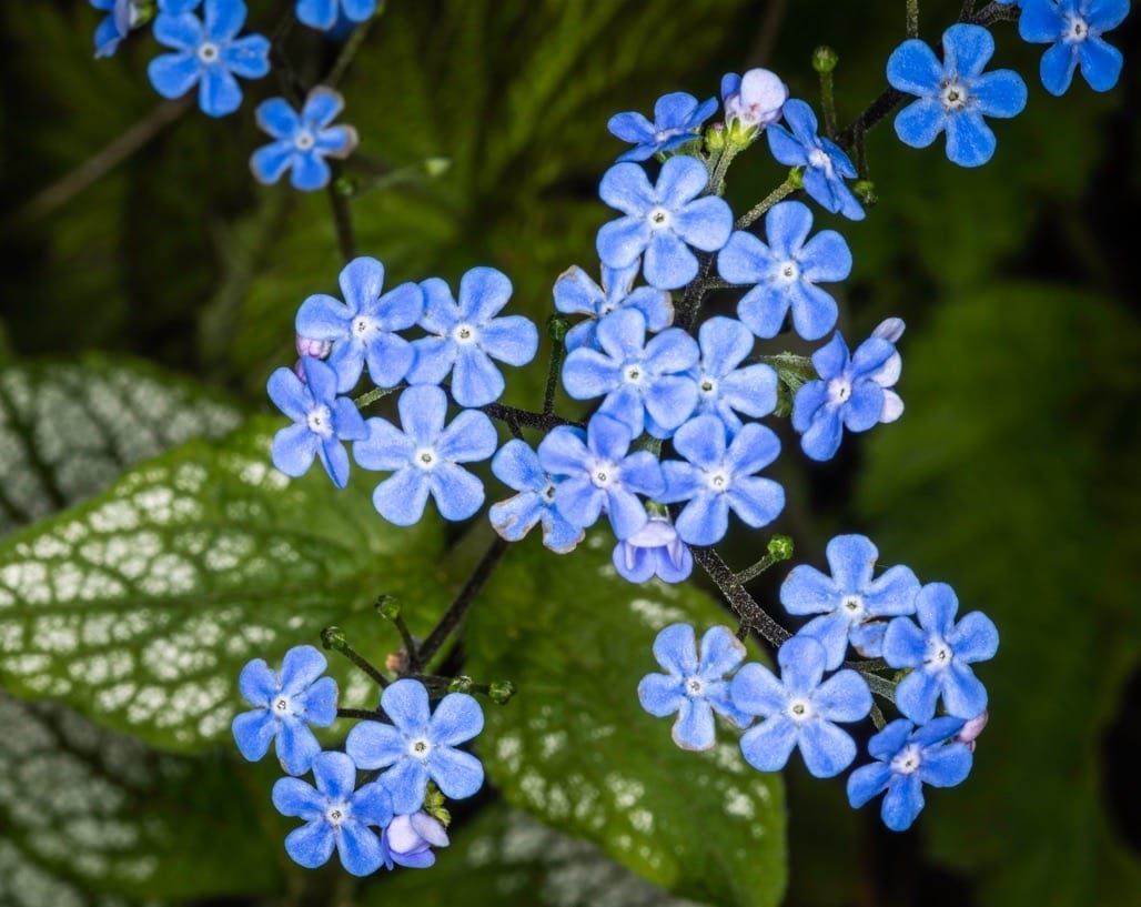 Flowers in the garden, April 2023