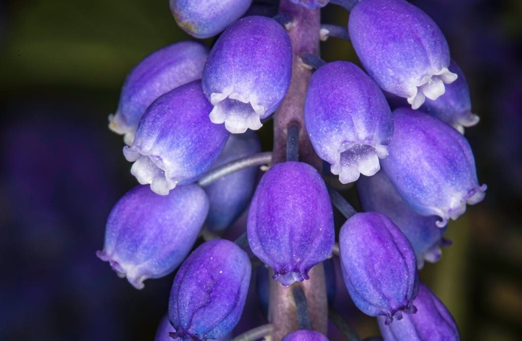 Flowers in the garden, April 2023