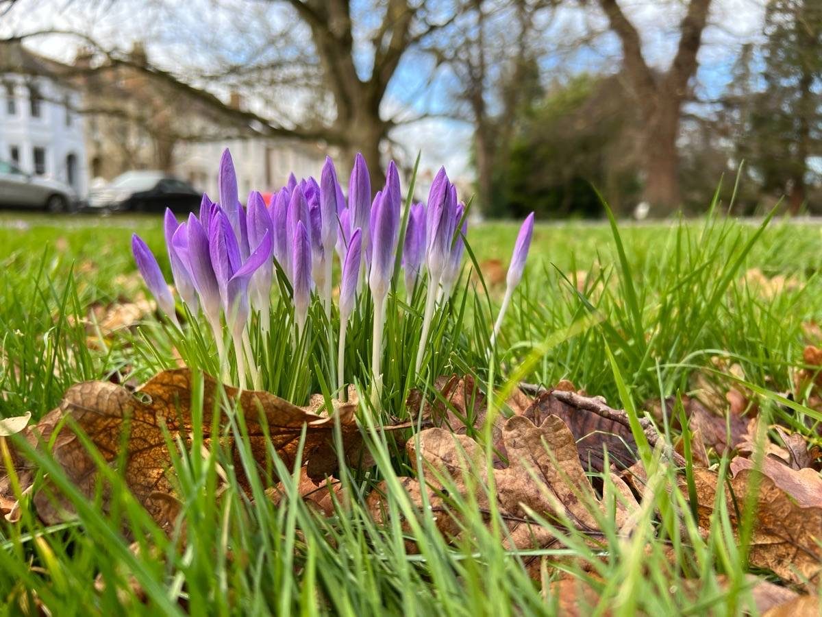 Crocuses