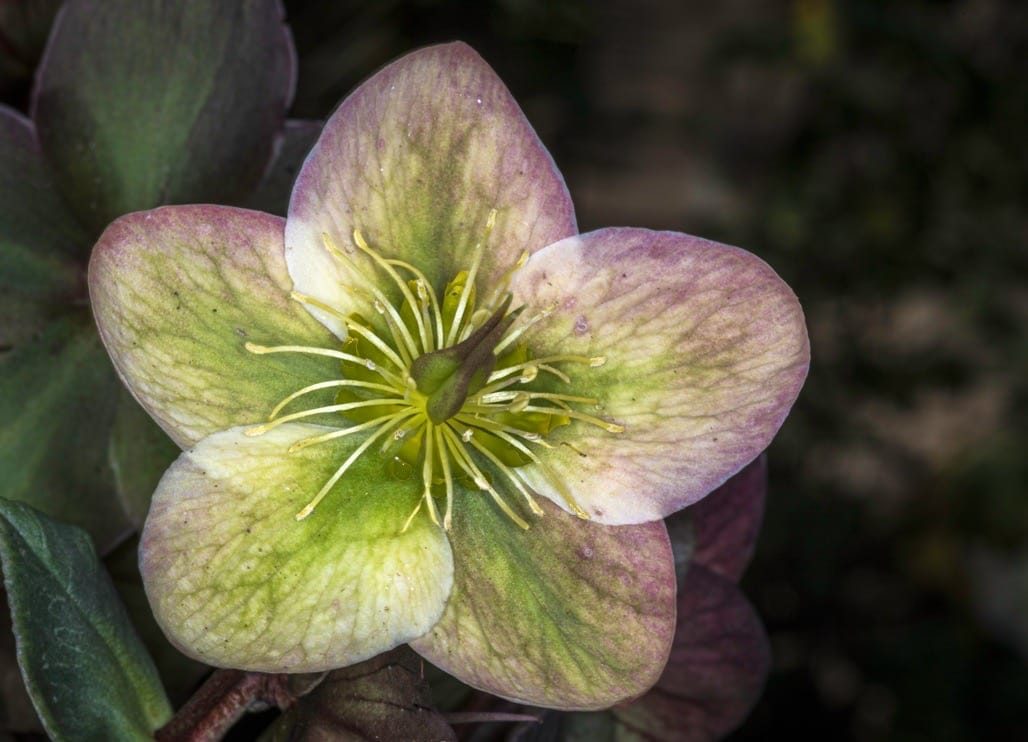 Flowers in the garden, April 2023