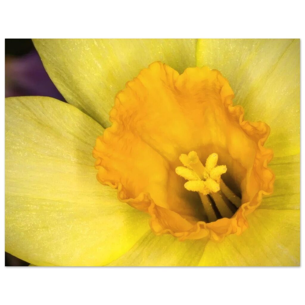 Wild Daffodil Poster