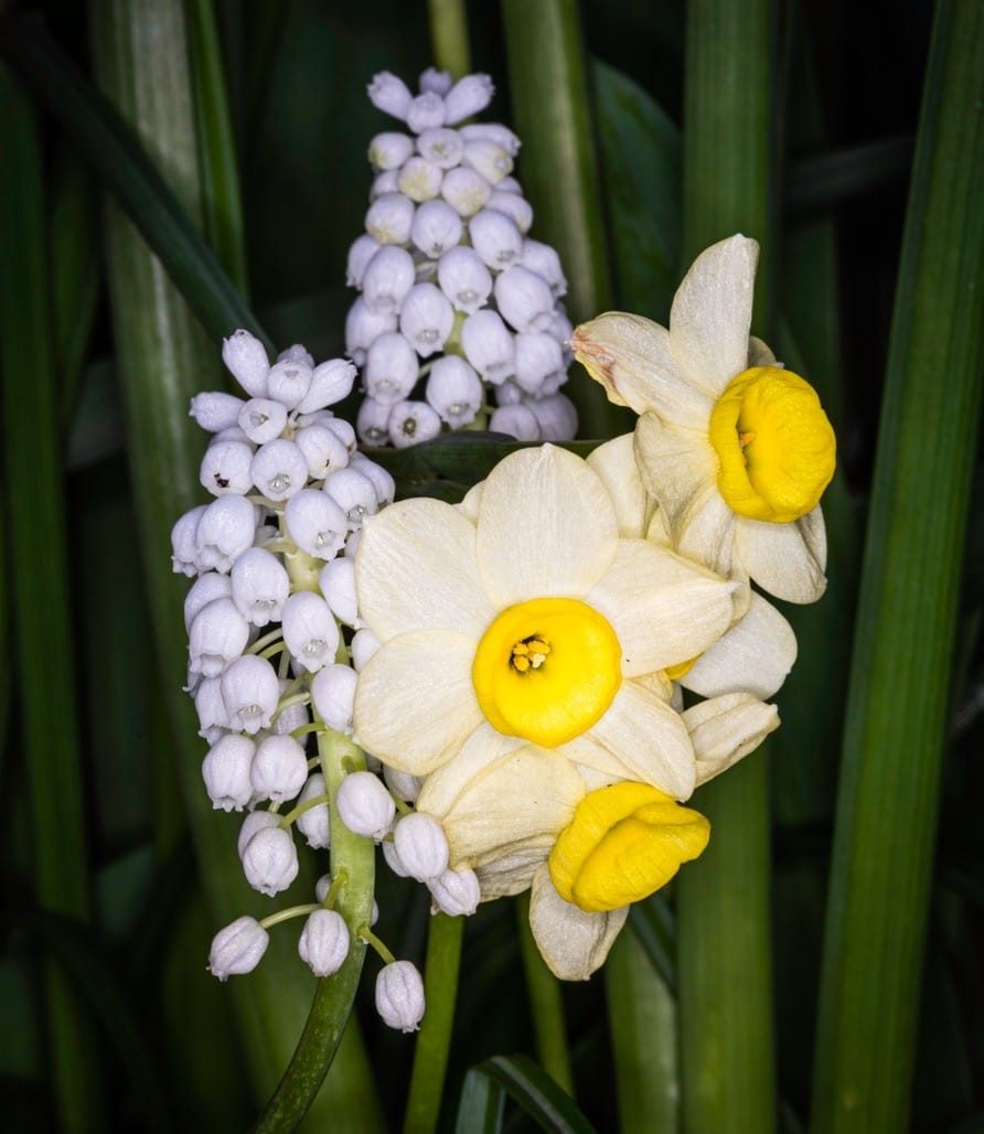 Flowers in the garden, April 2023