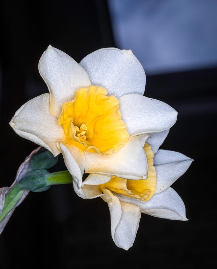Flowers in the garden, April 2023