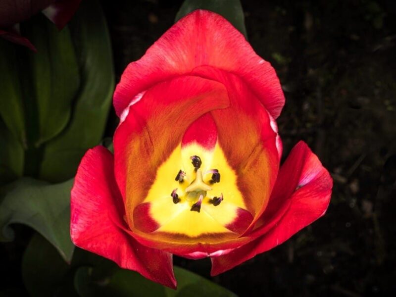 Flowers in my garden