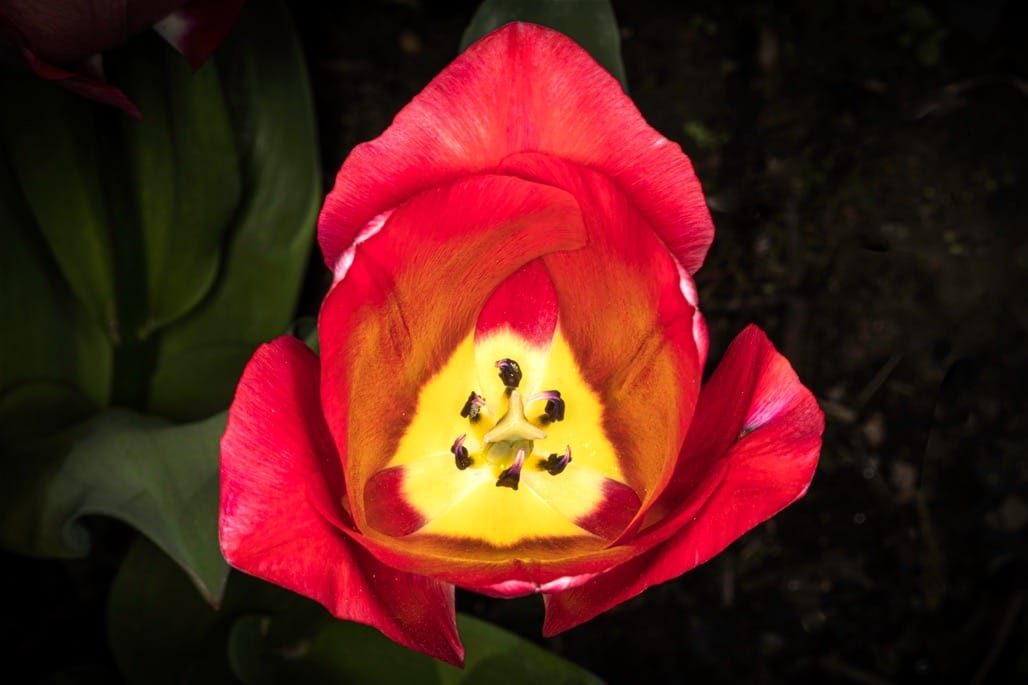 Flowers in my garden