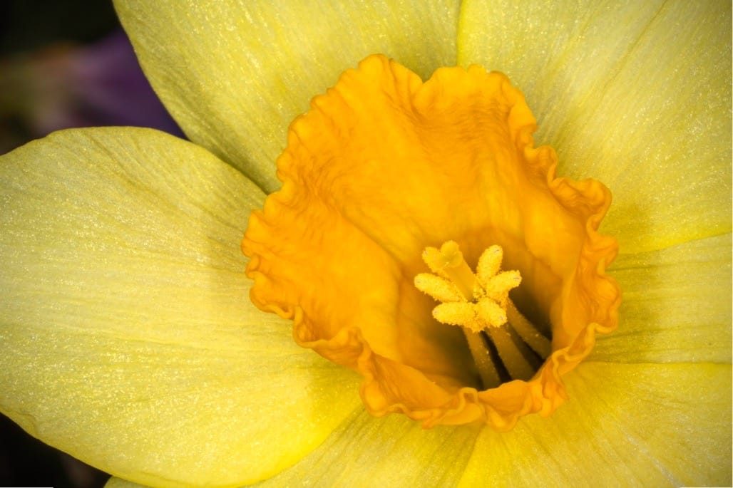 Flowers in the garden, April 2023