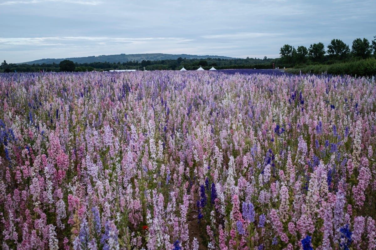 The Confetti Fields, Wick, Pershore, June 20225