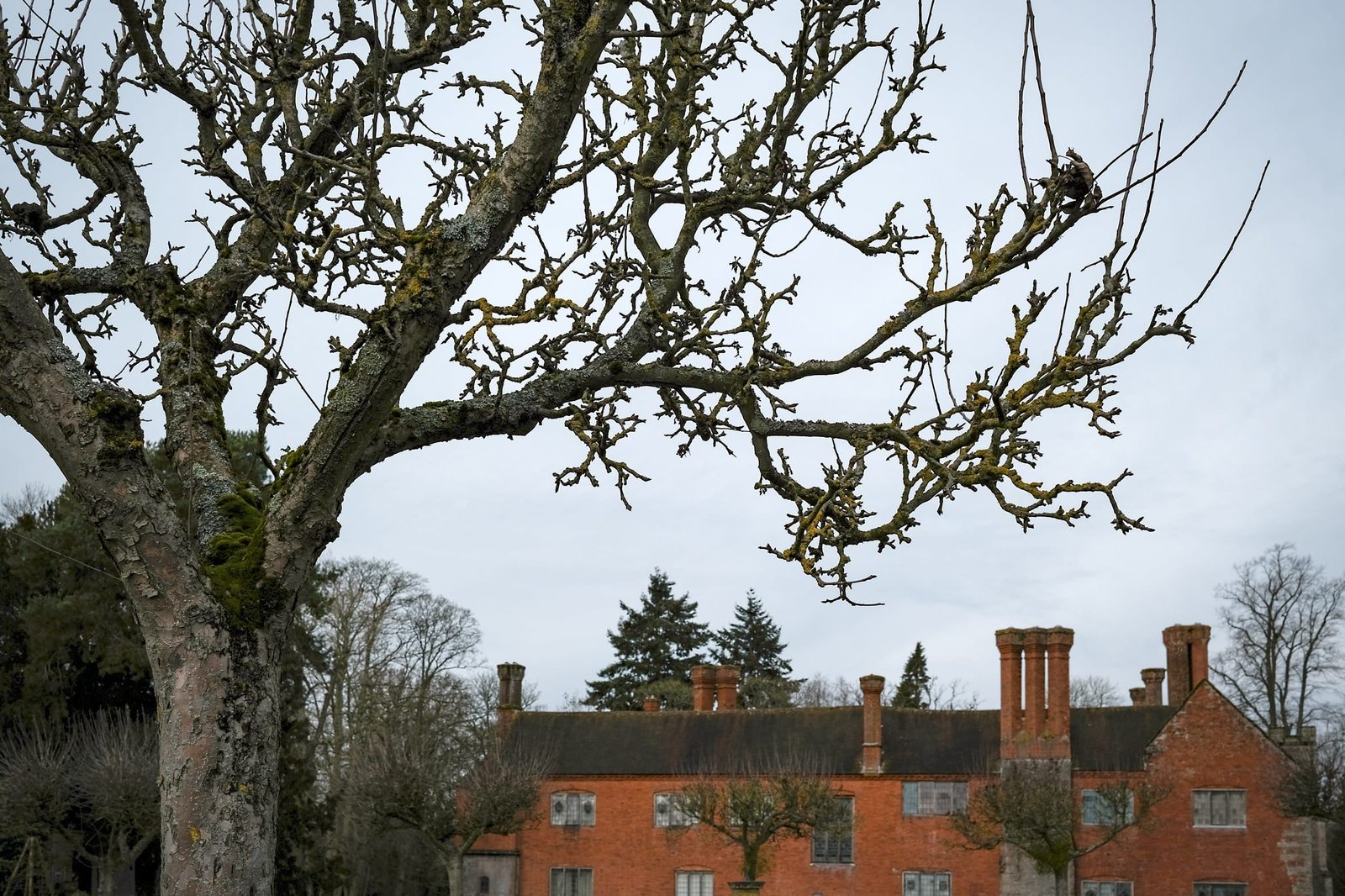 A bare tree with the house in the back ground