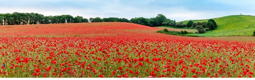 Poppy field, Bewdley, Worcestershire, 2023