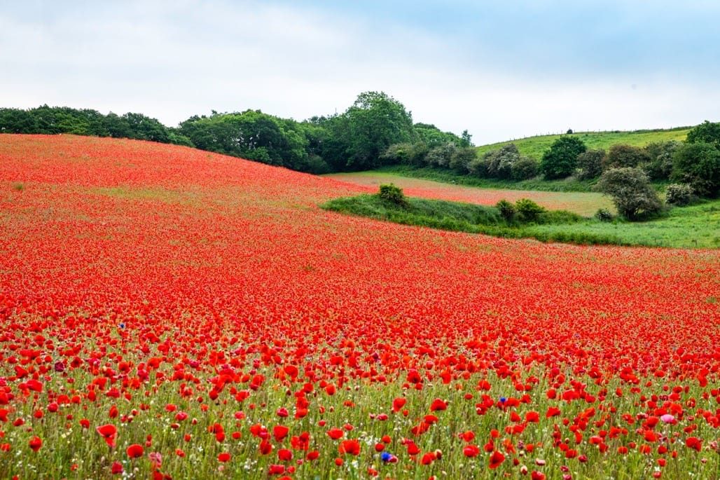 Poppy field, Bewdley, Worcestershire, 2023