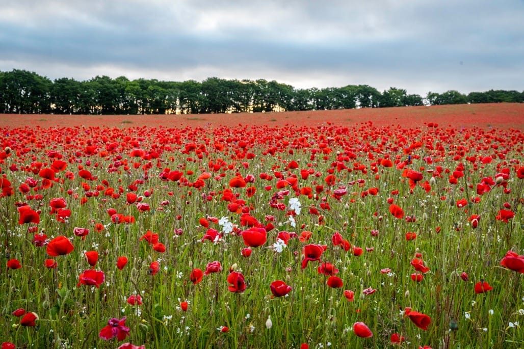 Poppy field, Bewdley, Worcestershire, 2023