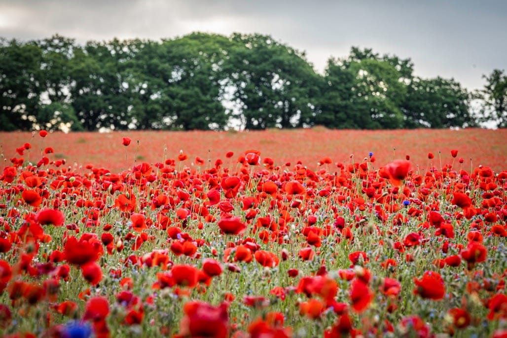 Poppy field, Bewdley, Worcestershire, 2023