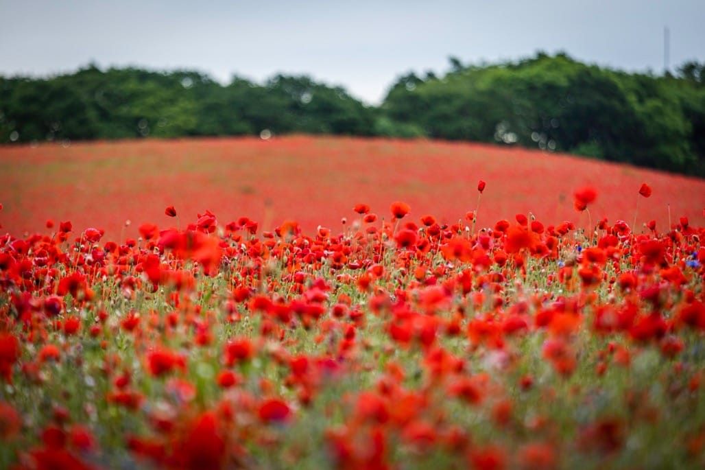 Poppy field, Bewdley, Worcestershire, 2023