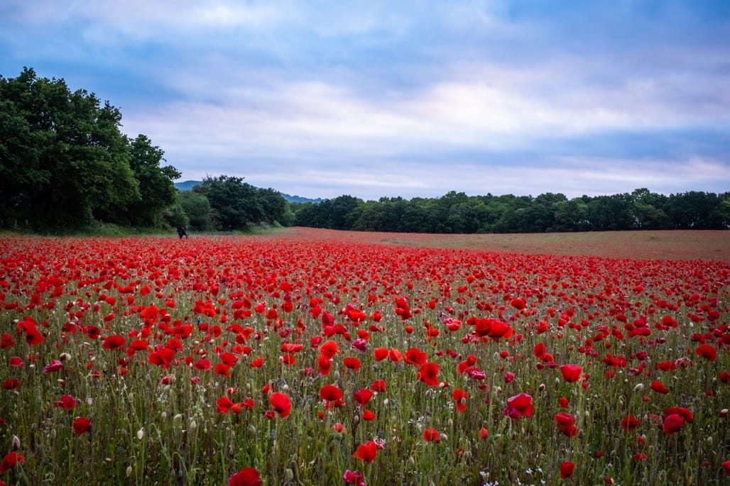 Poppy field, Bewdley, Worcestershire, 2023
