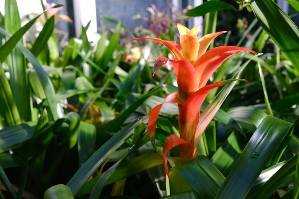 Birmingham Botanical Gardens, Birmingham, November 2023