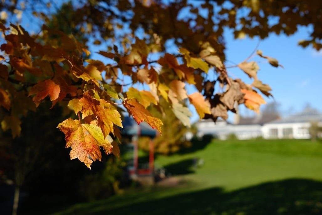 Autumnal colours at Birmingham Botanical Gardens lights up IgersbirminghamUK Instameet