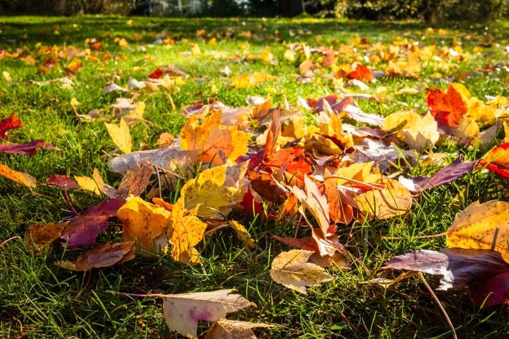 Birmingham Botanical Gardens, Birmingham, November 2023