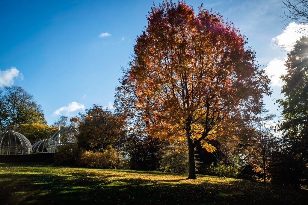 Birmingham Botanical Gardens, Birmingham, November 2023