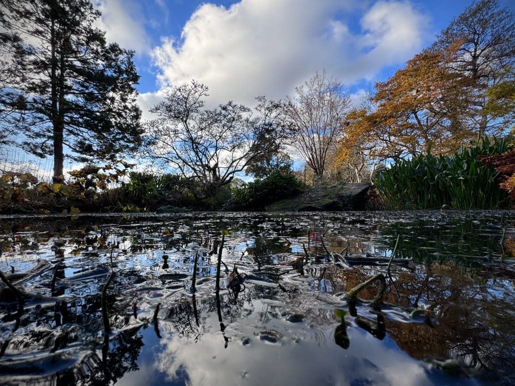 Birmingham Botanical Gardens, Birmingham, November 2023