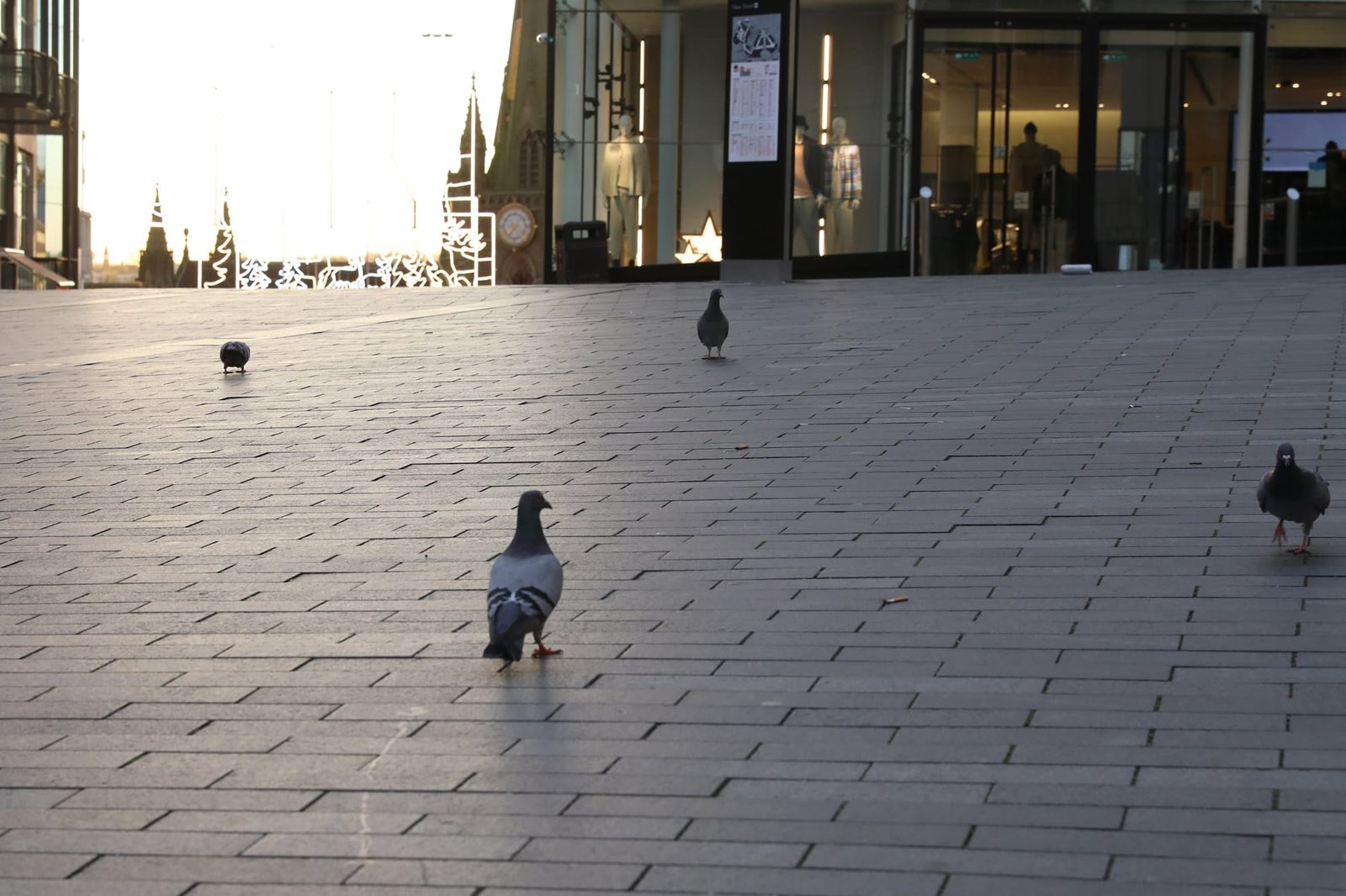 Last word from the pigeons 