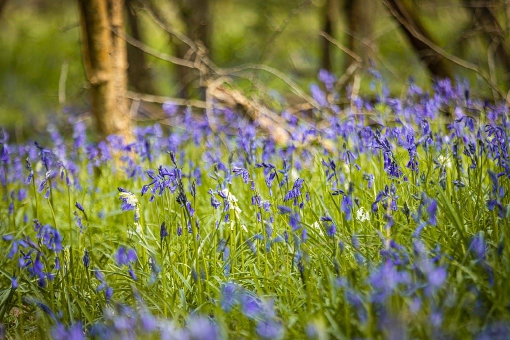 Bluebell Walk, Heart of England Forest, Great Alne. April 2023