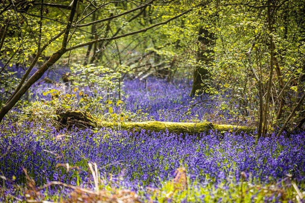 Bluebell Walk, Heart of England Forest, Great Alne. April 2023