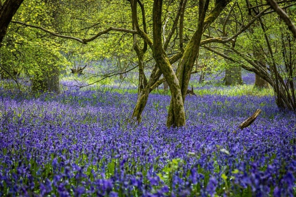 Bluebells in the Heart of England Forest