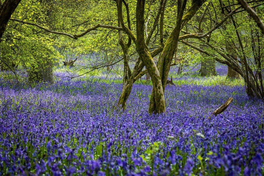 Bluebells in the Heart of England Forest