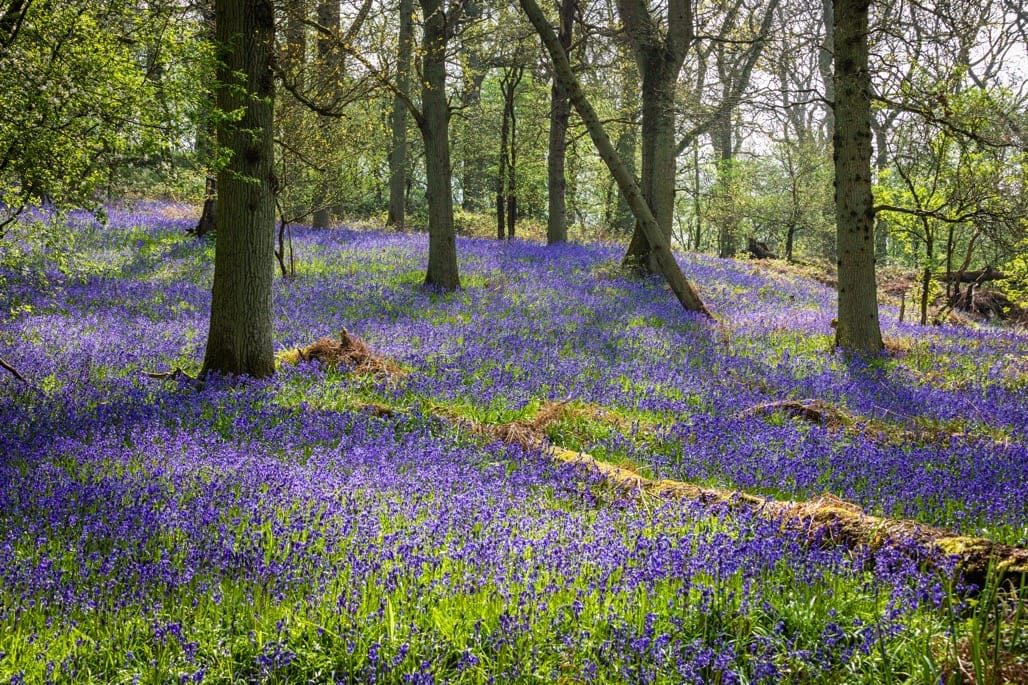 Bluebell Walk, Heart of England Forest, Great Alne. April 2023