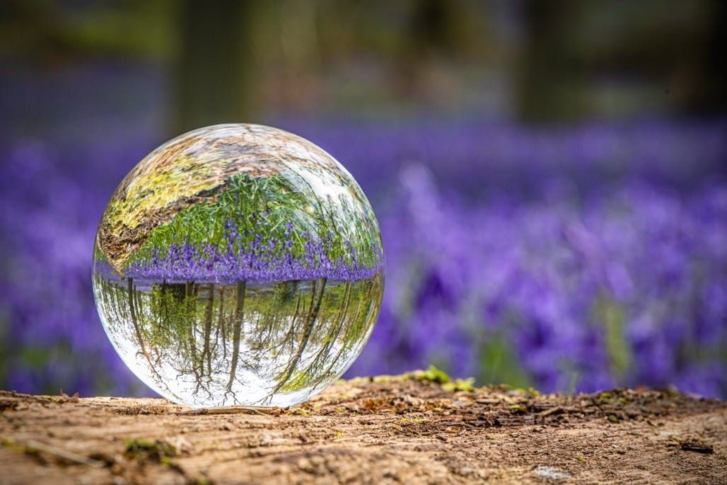 Bluebell Walk, Heart of England Forest, Great Alne. April 2023