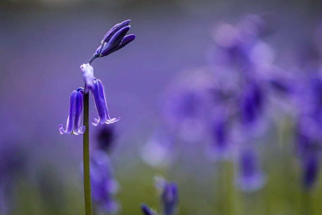 Bluebell Walk, Heart of England Forest, Great Alne. April 2023