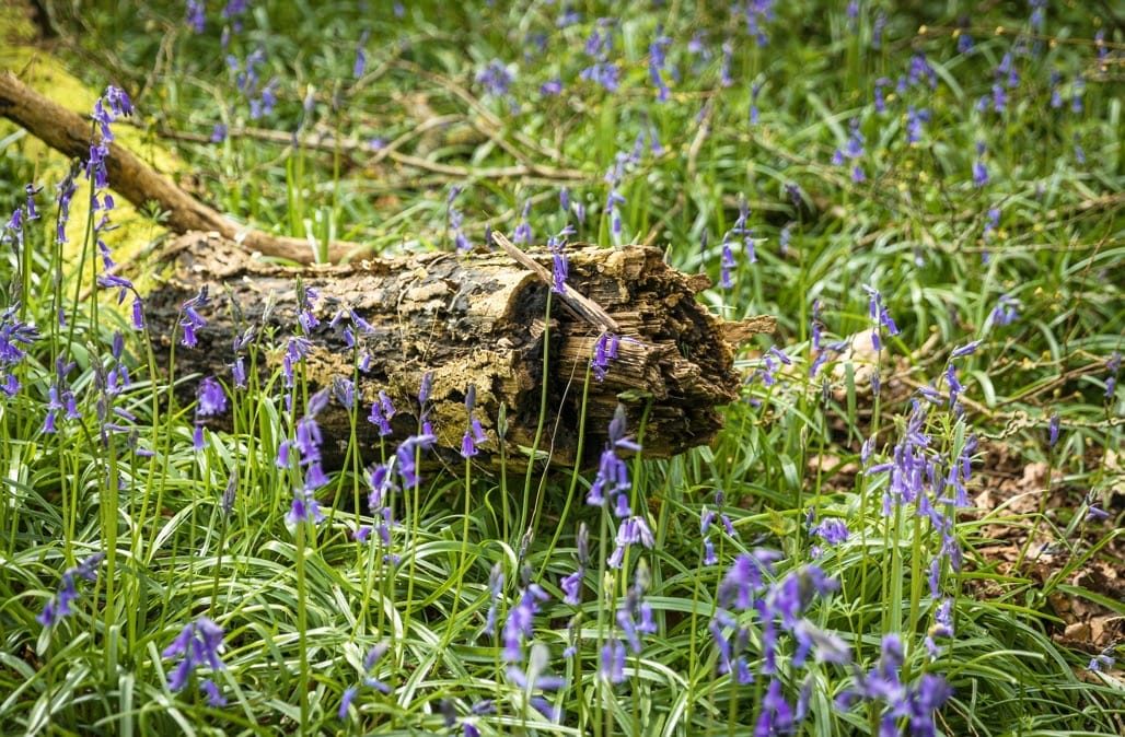 Bluebell Walk, Heart of England Forest, Great Alne. April 2023