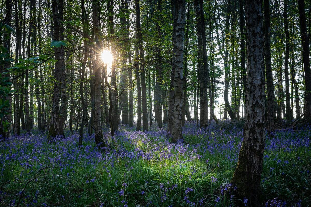 Bluebells in Austy Wood