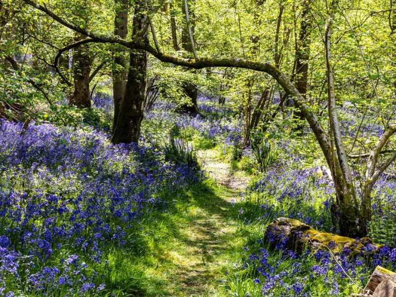 Visiting 3 amazing Bluebell Fields