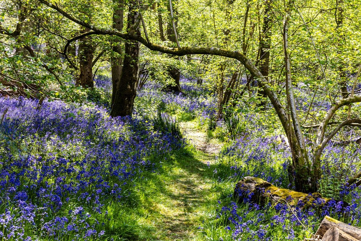 Visiting 3 amazing Bluebell Fields