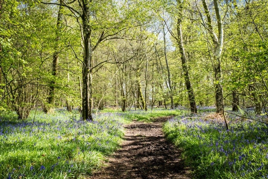 Bluebells, Hay Wood, Near Baddesley Clinton, April 2024
