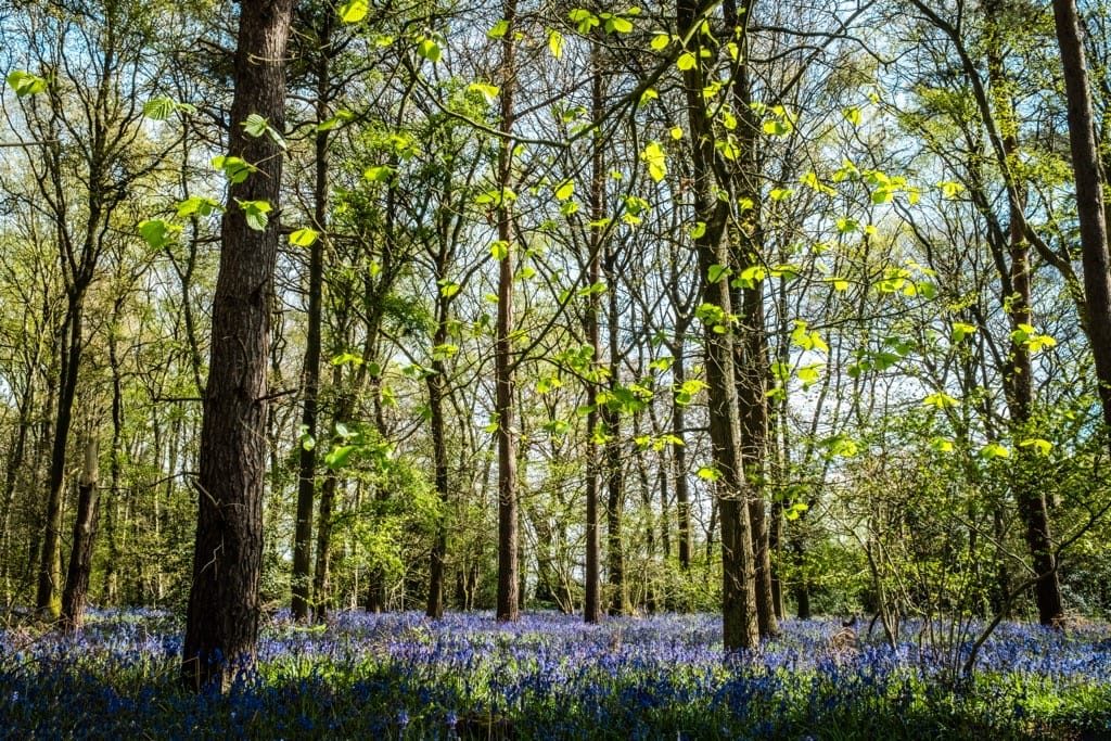 Blue heaven with the bluebells of Hay Wood