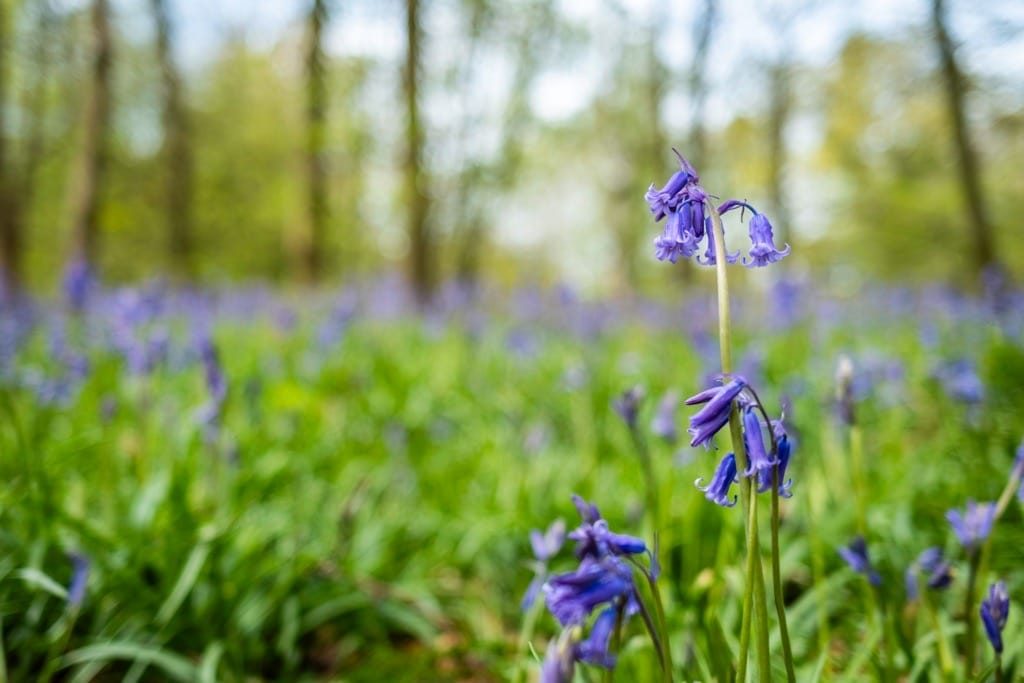 Bluebells, Hay Wood, Near Baddesley Clinton, April 2024
