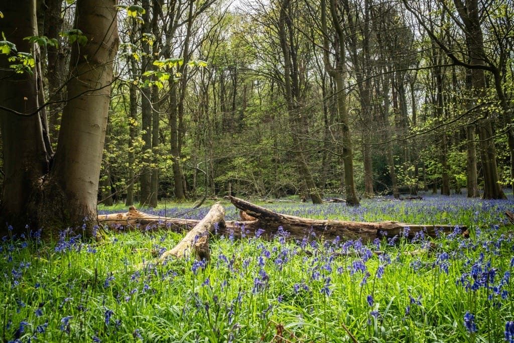 Bluebells, Hay Wood, Near Baddesley Clinton, April 2024