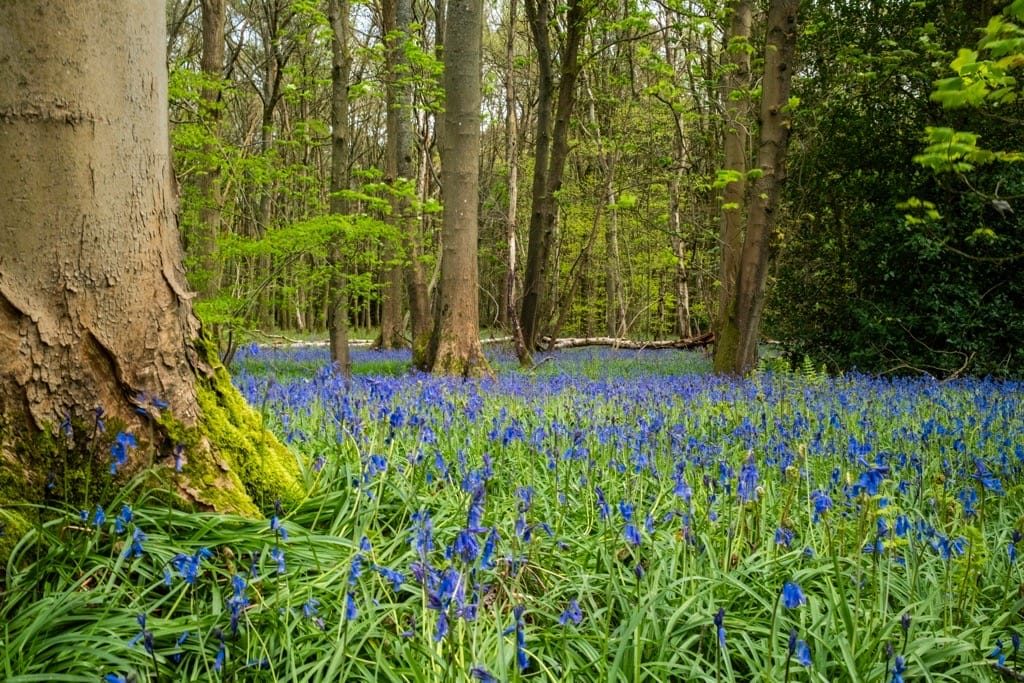 Bluebells, Hay Wood, Near Baddesley Clinton, April 2024