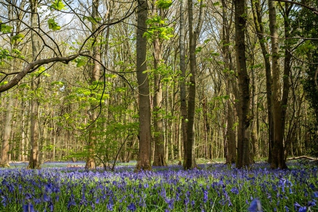 Bluebells, Hay Wood, Near Baddesley Clinton, April 2024