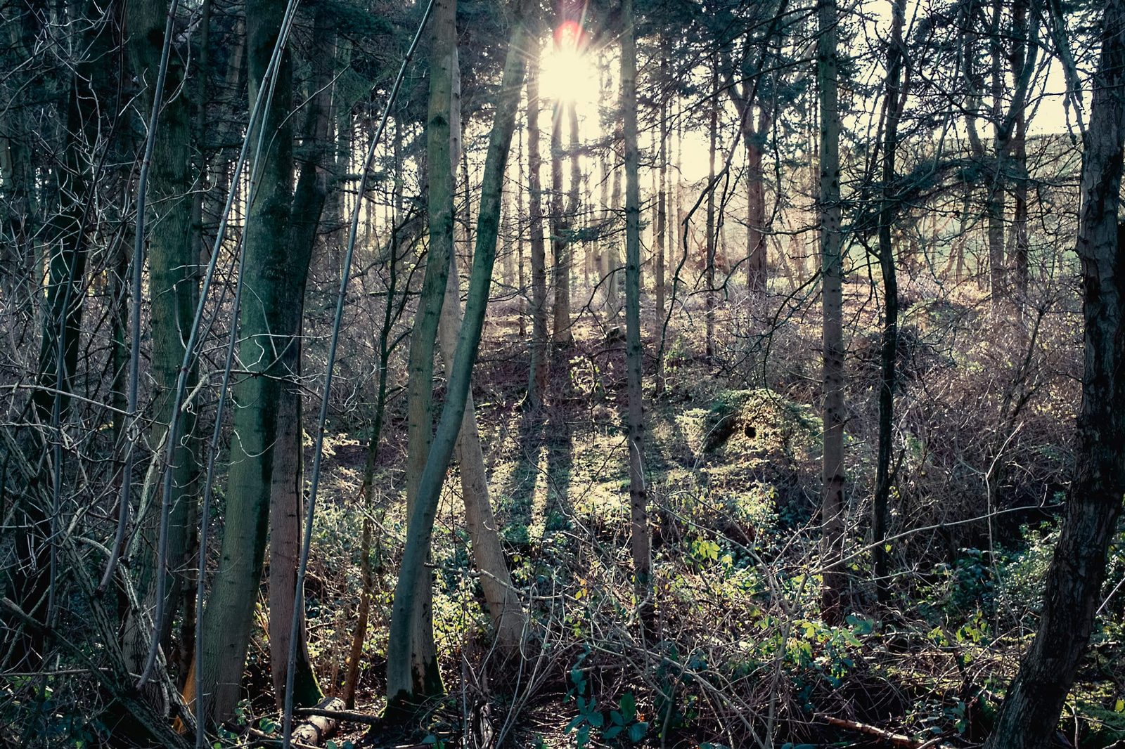 Fox Covert with the sunlight streaming through