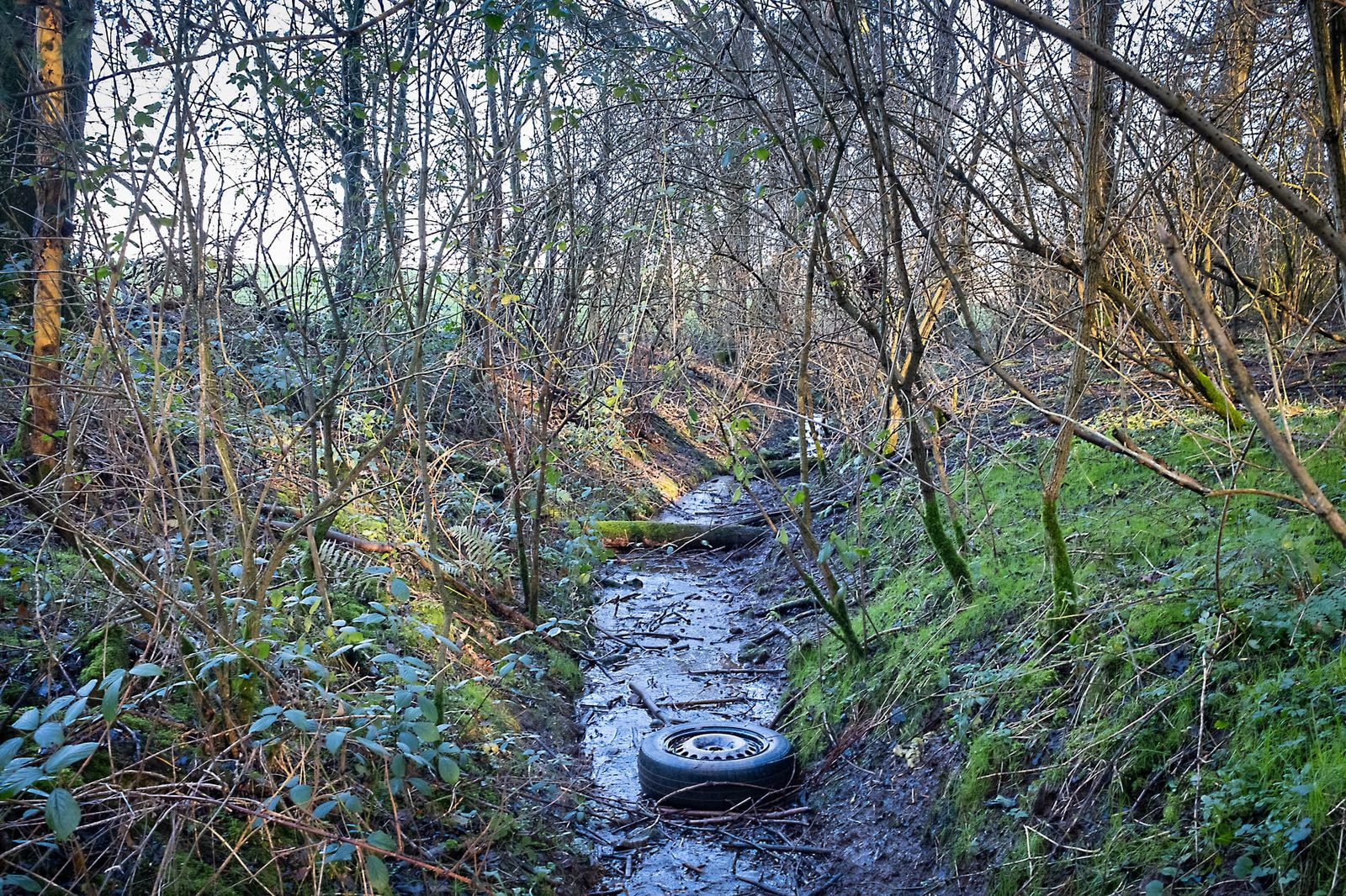 A stream in the hollow (with discarded tyre)