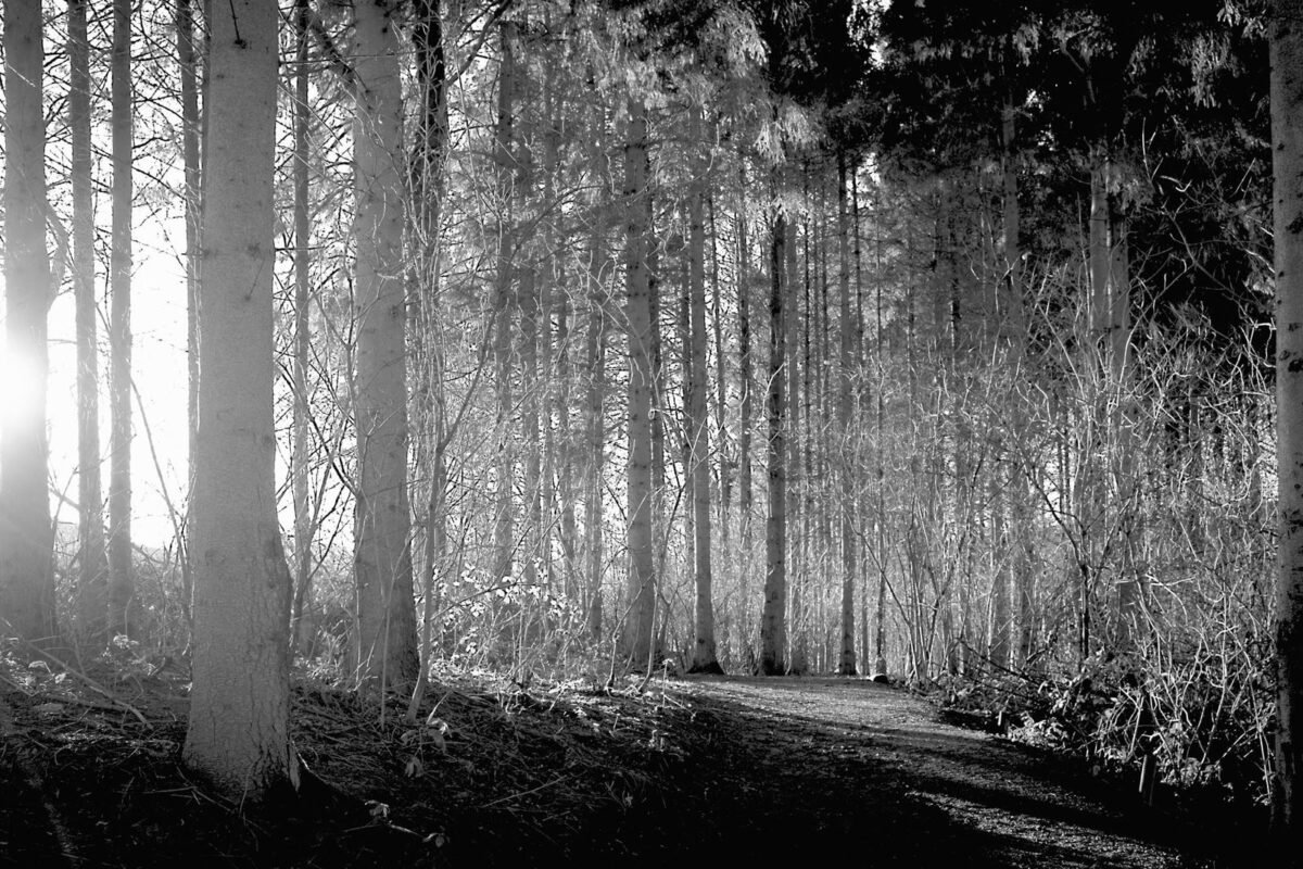 Walking in the hills and discovering Fox Covert