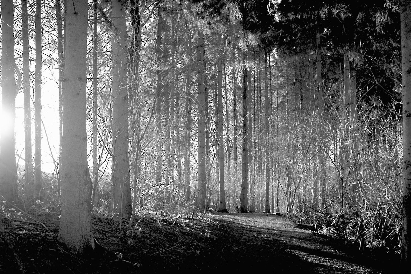 Walking in the hills and discovering Fox Covert