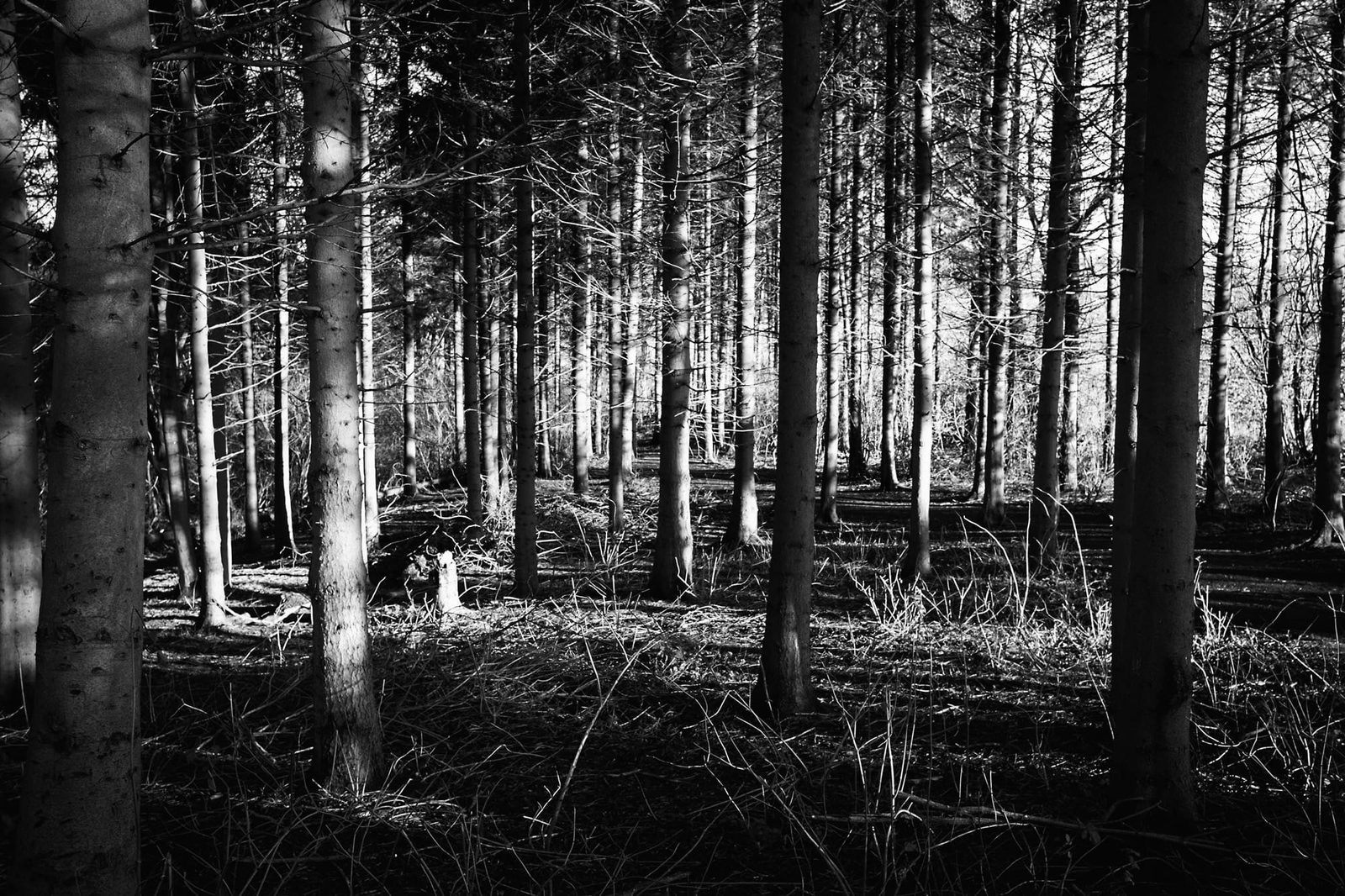 Fox Covert woods