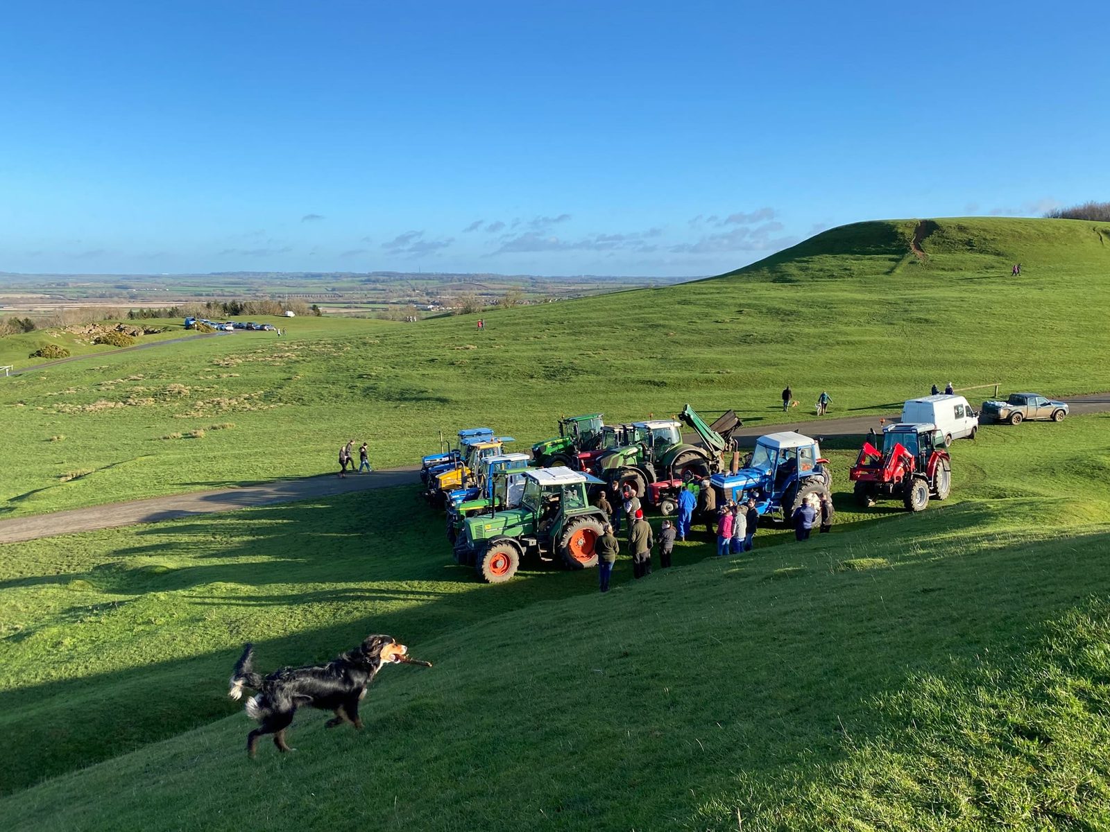 A dog rounding up the tractors