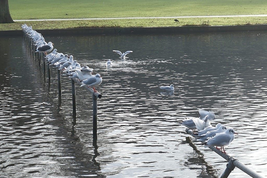 Canon Hill Park, Birmingham, December, 2024