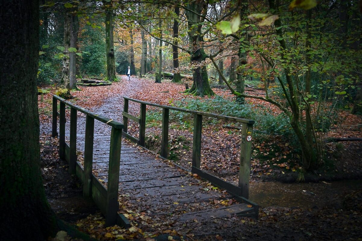 Clowes Wood